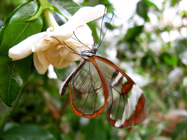     glasswing butterfly 